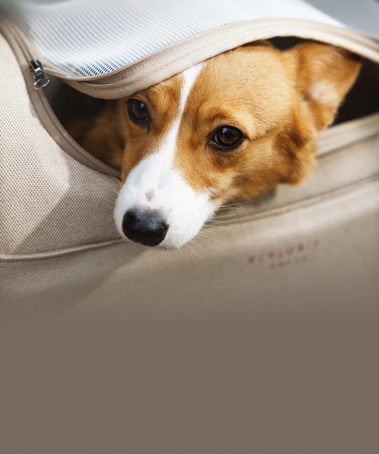 Doggy goods edition